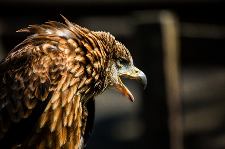 Foto Pássaro asa animal animais selvagens