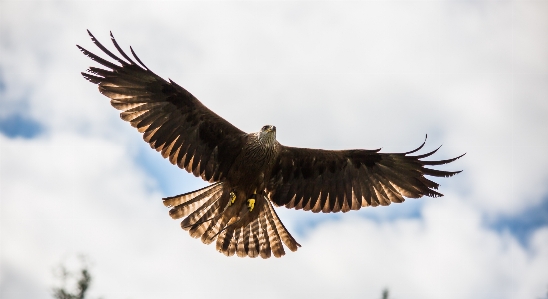 Bird wing wildlife beak Photo