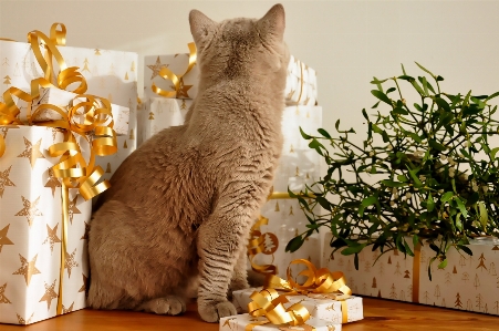 Cat mammal christmas gifts Photo