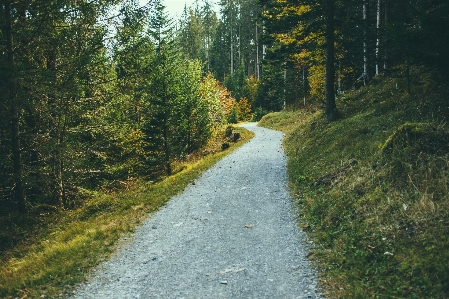 Foto árvore natureza floresta caminho