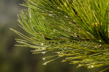 Tree water nature forest Photo