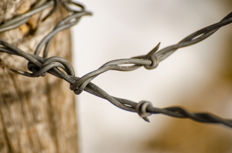 Nature outdoor branch sharp Photo