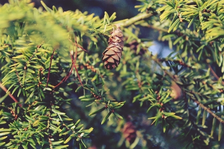 Foto árvore natureza floresta filial