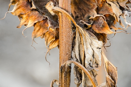 Tree nature branch plant Photo