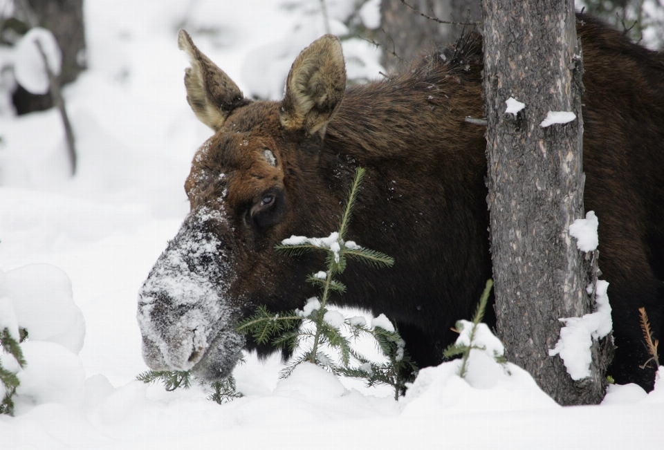 Natura foresta selvaggia
 nevicare