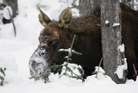 Natur wald wildnis
 schnee Foto