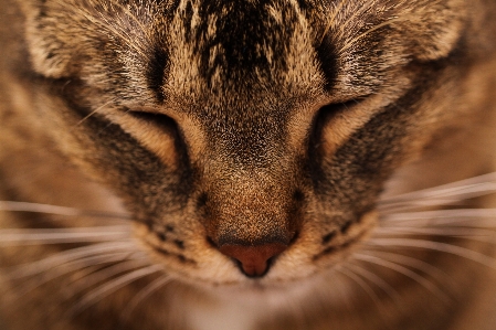 Foto Animais selvagens gato dormindo mamífero