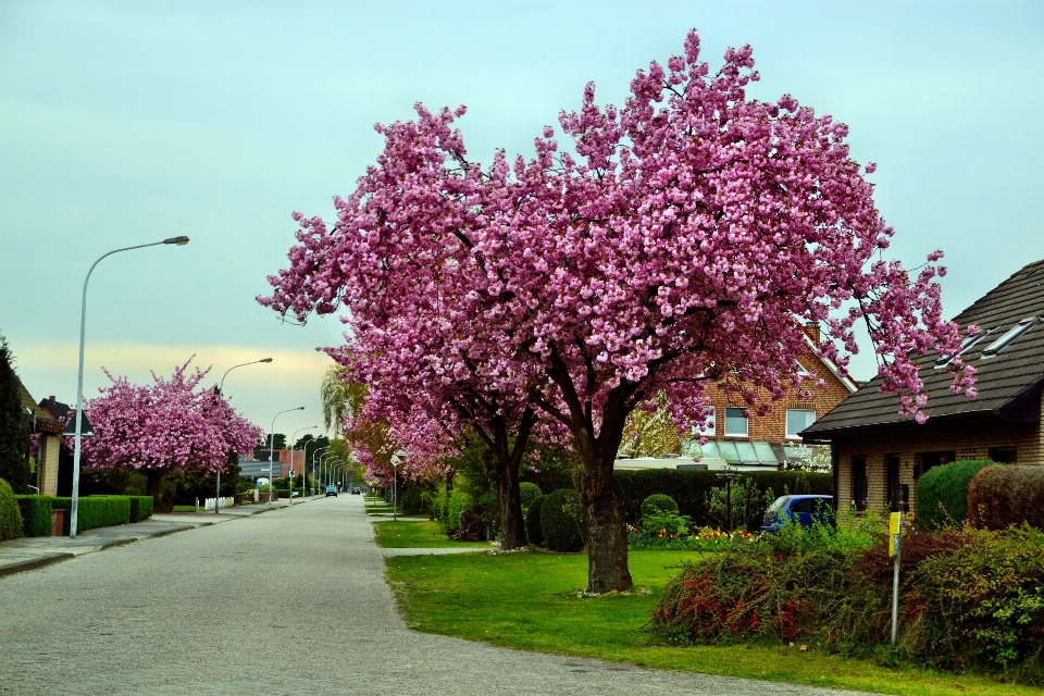 árbol florecer planta camino