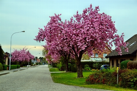 Ağaç çiçek bitki yol Fotoğraf