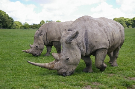 草 野生動物 野生 公園 写真