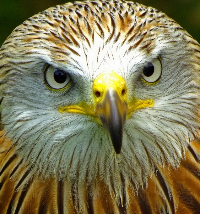 Naturaleza pájaro ala fauna silvestre