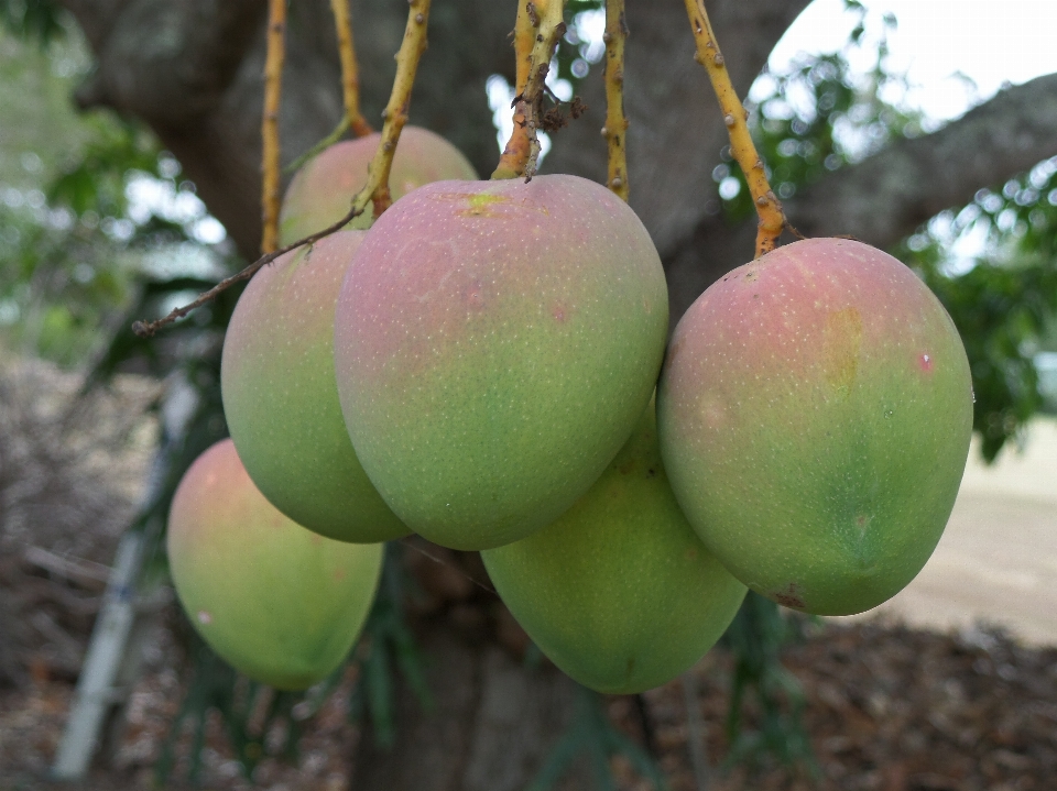 Apple pohon cabang tanaman