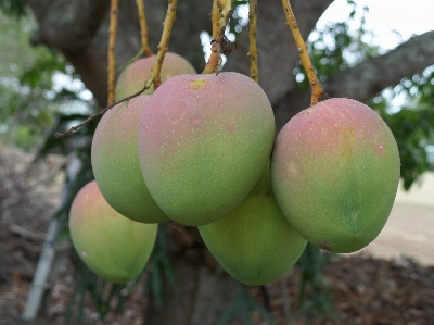 Foto Apple árbol rama planta