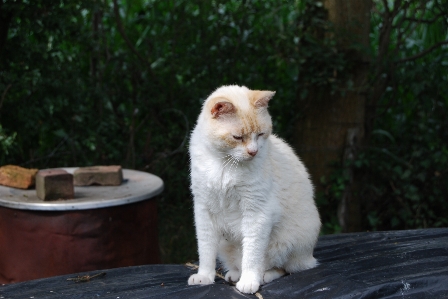 Foto Animal bicho de estimação gatinho gato