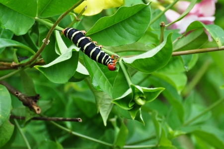 Foto Naturaleza rama hoja flor