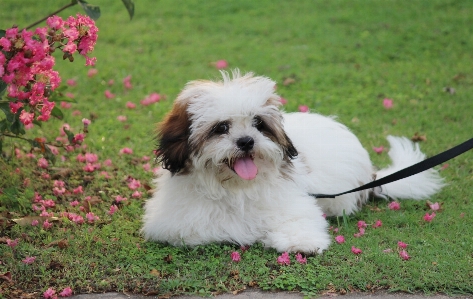 Foto Filhote de cachorro animal amor