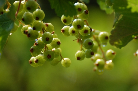 Nature branch blossom plant Photo