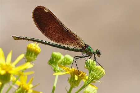 Nature wing plant photography Photo