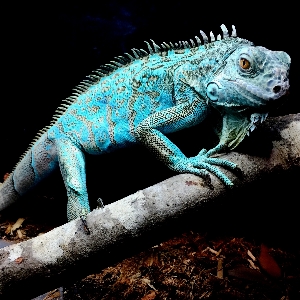 Nature tropical blue reptile Photo