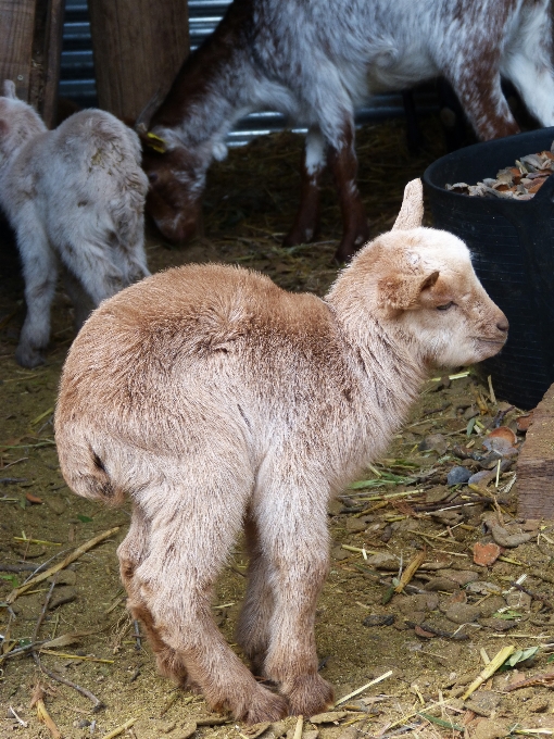 子供 ヤギ 動物園 羊