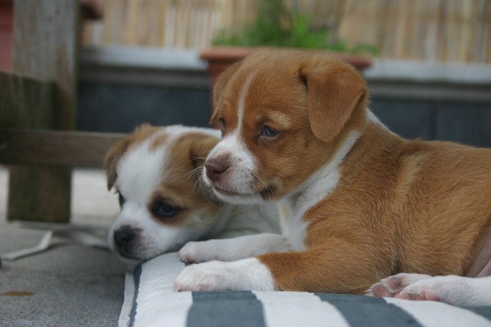 子犬 犬 ペット 哺乳類