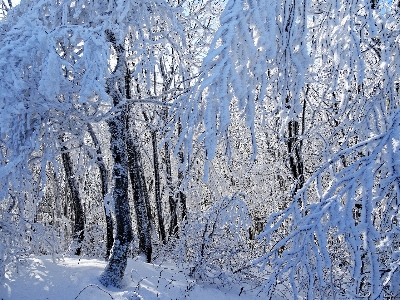 Landscape tree nature forest Photo