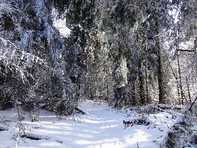 Landscape tree nature forest Photo