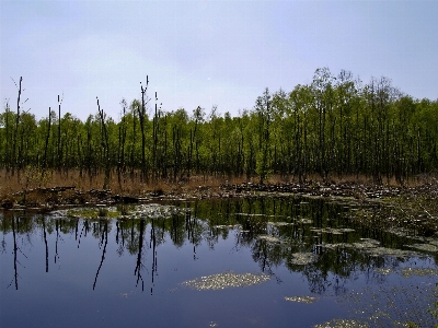 Tree water grass marsh Photo