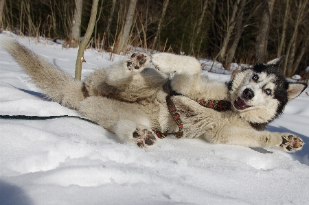 Photo Neige hiver chien véhicule