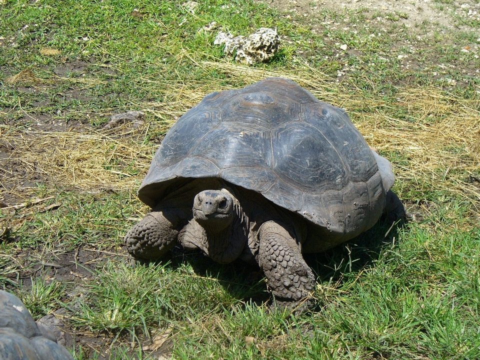 自然 アウトドア 荒野
 動物