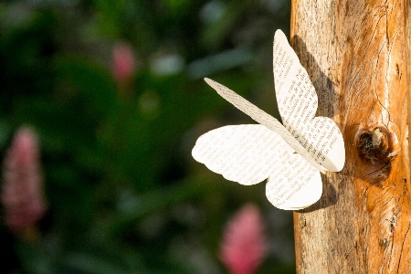 Nature branch wing plant Photo