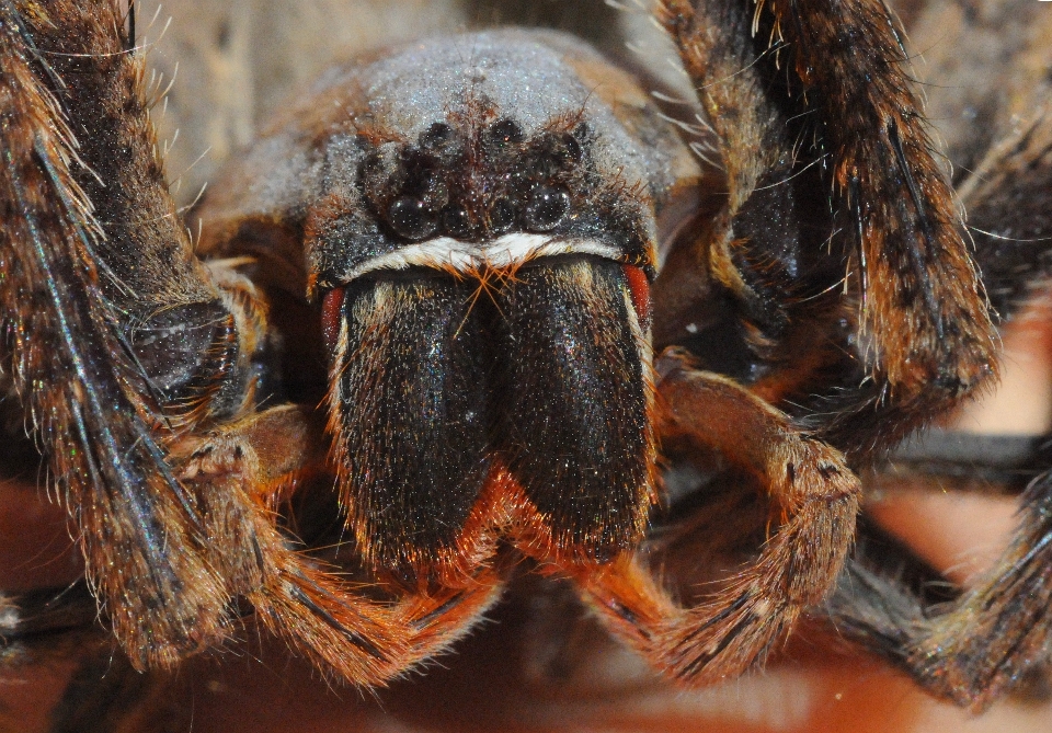 Fotografia dzikiej przyrody makro fauna