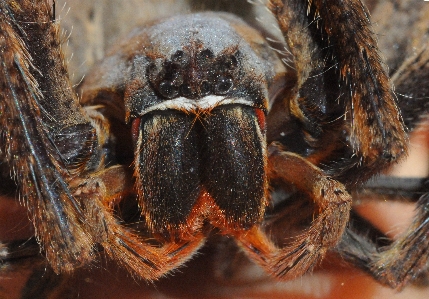 Foto Fotografi margasatwa makro fauna