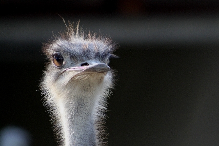 Foto Natura uccello animale animali selvatici