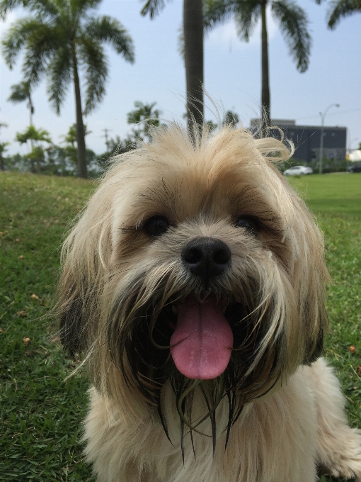 小狗 狗 动物 犬科动物