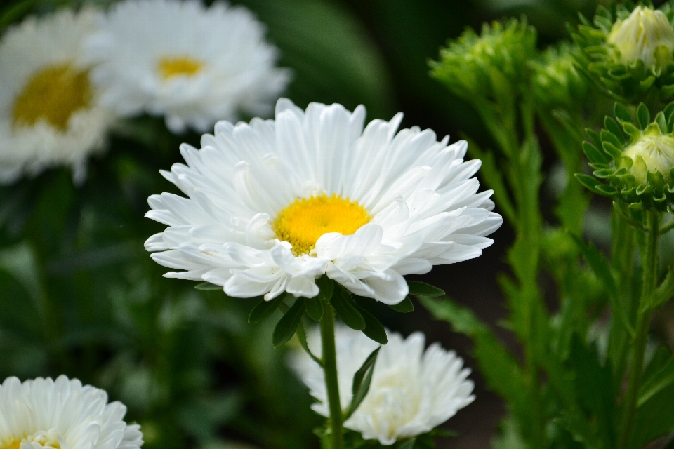 Natur anlage sonne blume