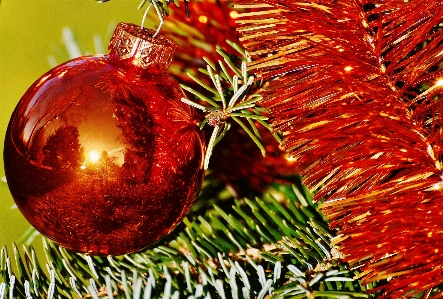 Foto Albero ramo pianta decorazione