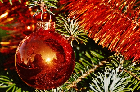 Foto Albero ramo pianta decorazione