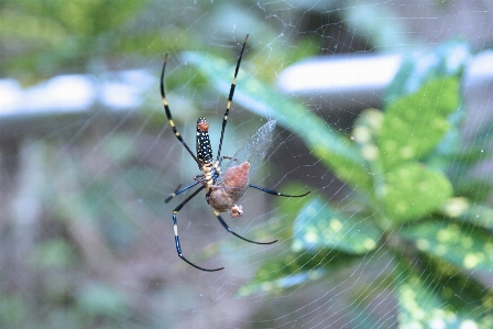 Foto Natureza silhueta branco assustador