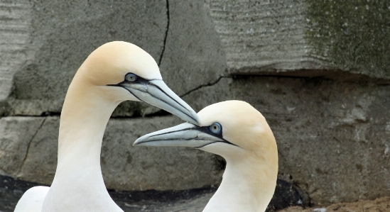 Foto Burung laut
 margasatwa paruh