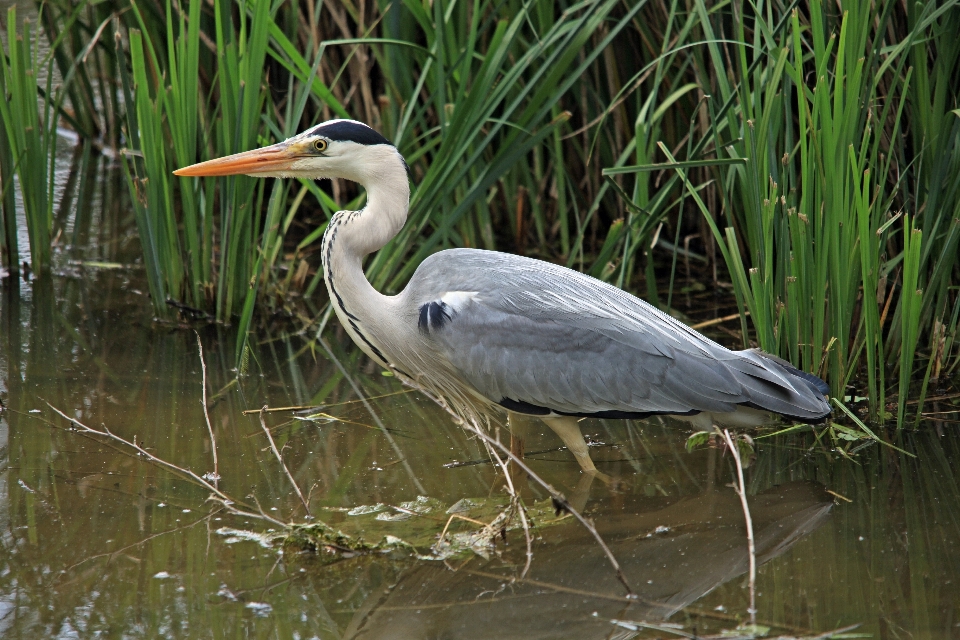 Vogel tierwelt schnabel fauna