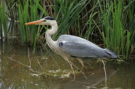 Bird wildlife beak fauna Photo