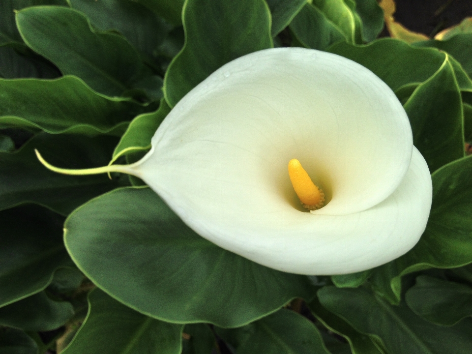 Nature fleurir usine blanc