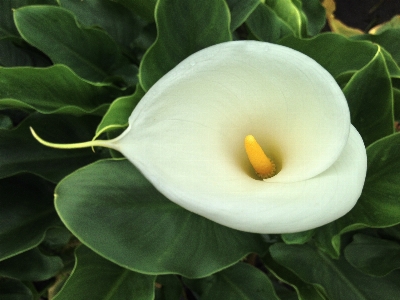 Foto Naturaleza florecer planta blanco