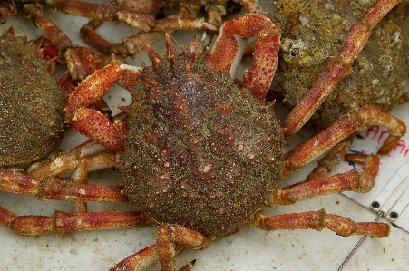 Foto Makanan laut ikan fauna