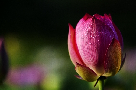 Blossom drop dew plant Photo