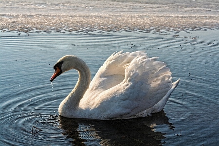 Landscape water nature bird Photo