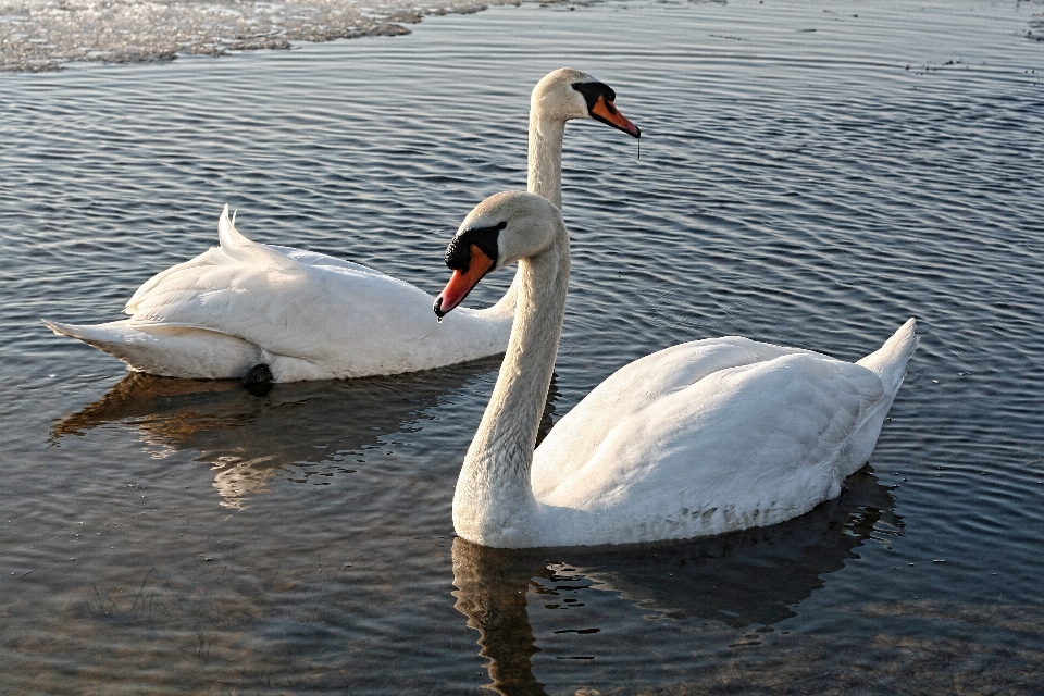 Landscape water nature bird