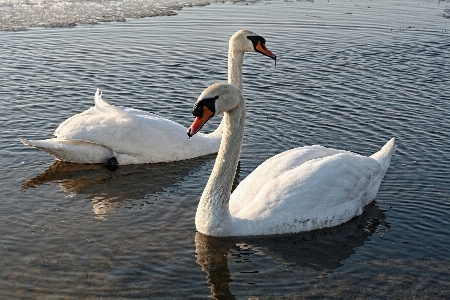 Landscape water nature bird Photo