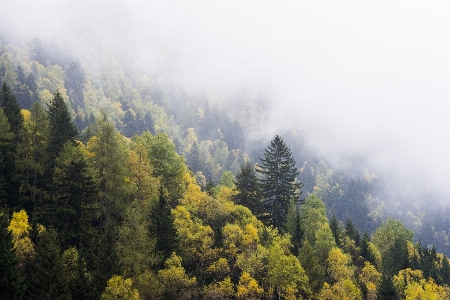 風景 木 自然 森 写真